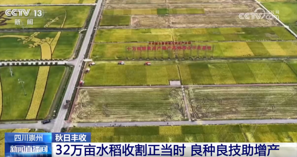 亿牛策略 稻谷黄、果飘香 “良种良技”与“合作社+农户”模式绘就秋日好“丰”光